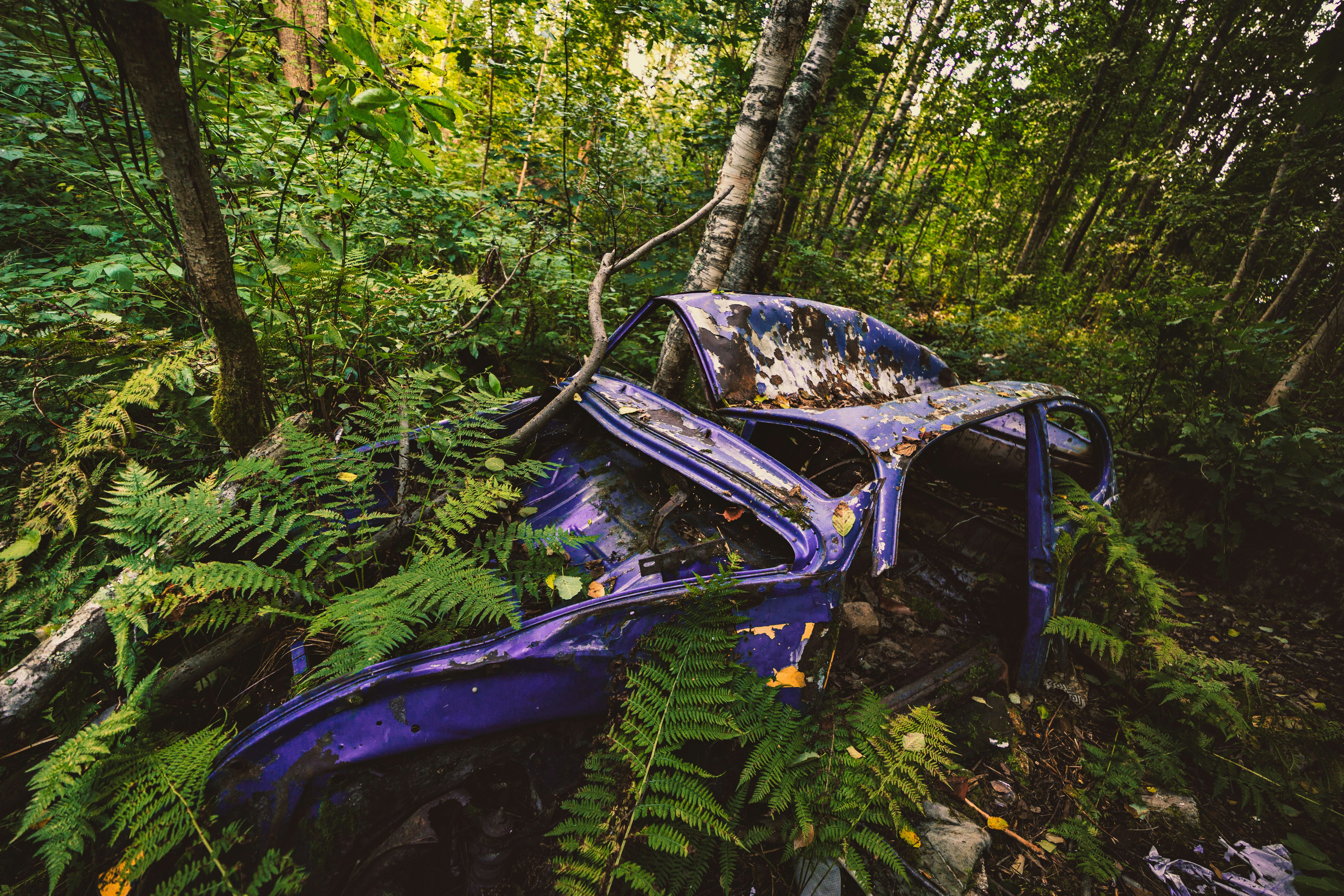 a car that is sitting in the middle of a forest