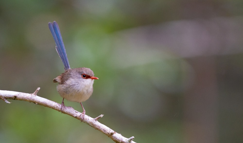 a small bird sitting on a tree branch