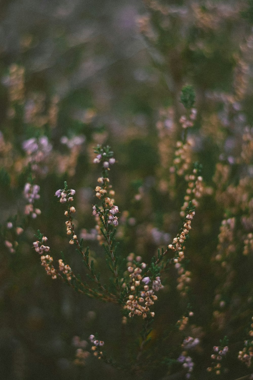 a close up of a plant with small white flowers