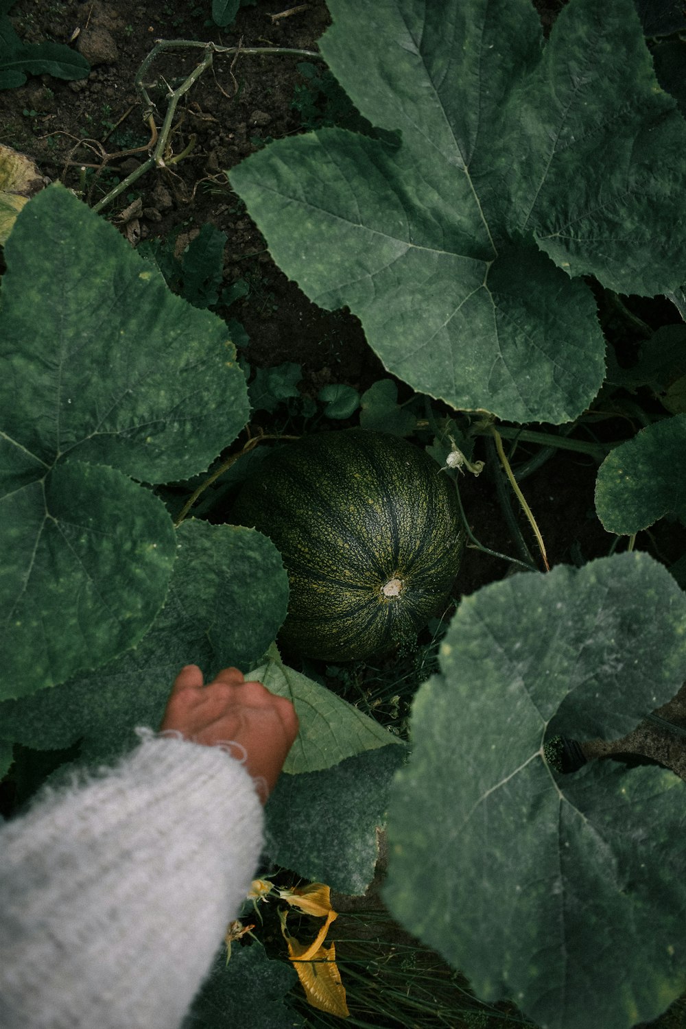 a hand reaching for a green pumpkin on a plant