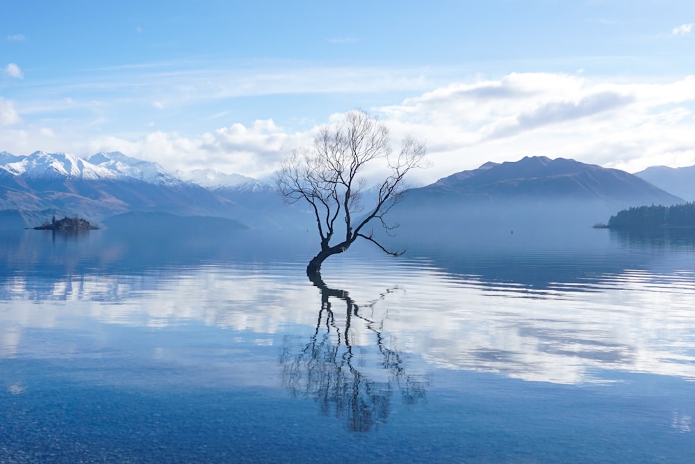 a lone tree in the middle of a lake