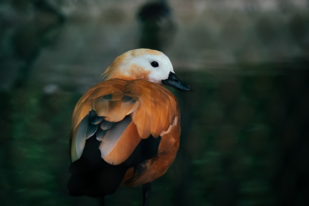 a close up of a bird with a blurry background