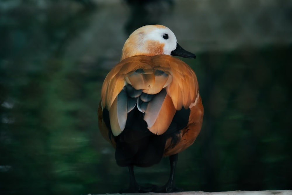 a close up of a bird on a ledge