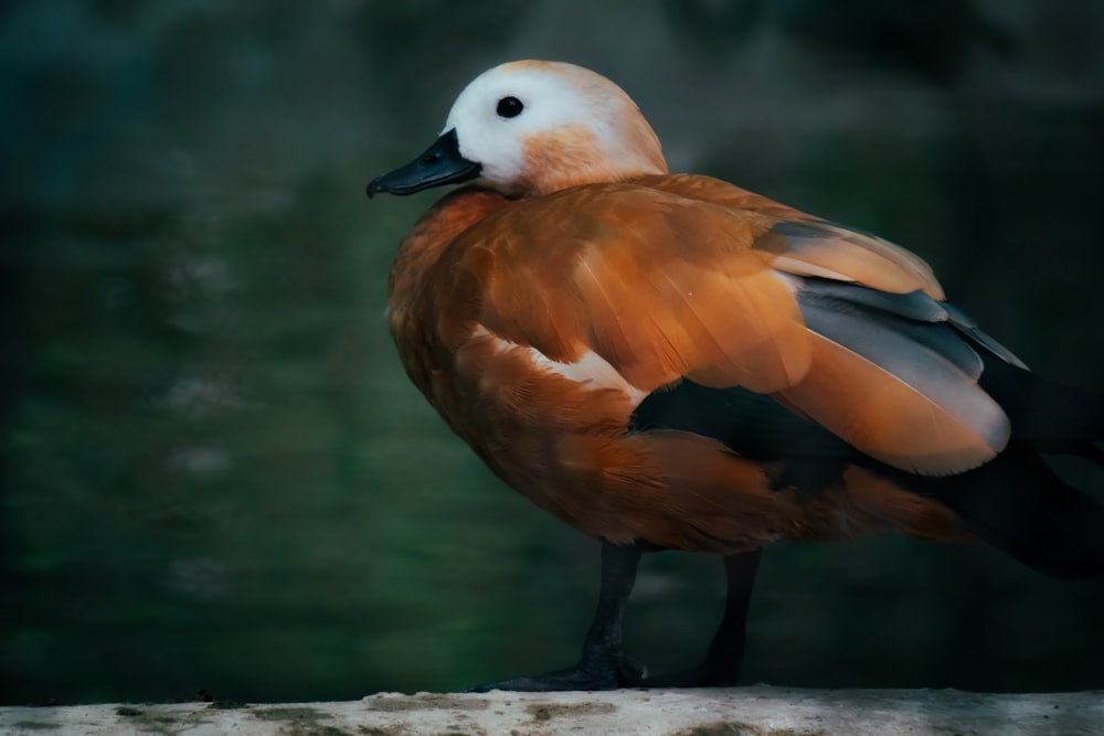 a close up of a bird on a branch