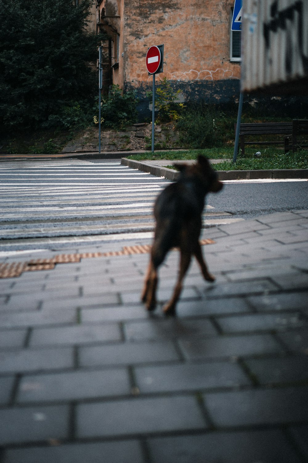 black and brown short coated dog on gray pavement