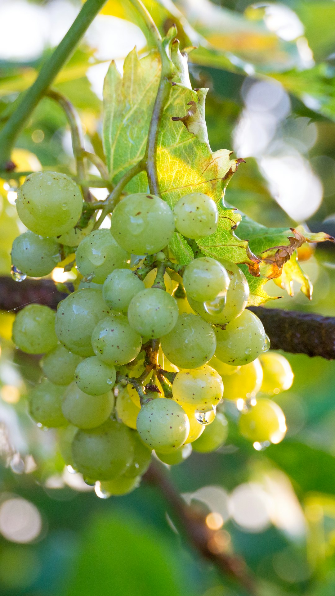 green round fruit on tree branch