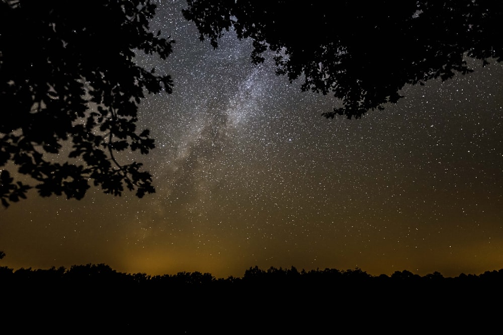 silhouette of trees under starry night