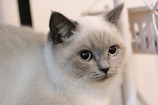 A close-up of a light-colored cat with large, round eyes, short fur, and dark ears. The background is blurred, and the cat appears to be indoors.