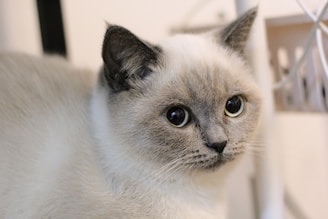 A close-up of a light-colored cat with large, round eyes, short fur, and dark ears. The background is blurred, and the cat appears to be indoors.