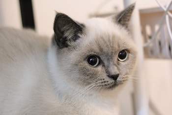 A close-up of a light-colored cat with large, round eyes, short fur, and dark ears. The background is blurred, and the cat appears to be indoors.