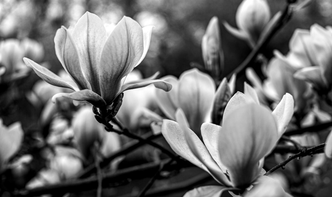 grayscale photo of flower in bloom