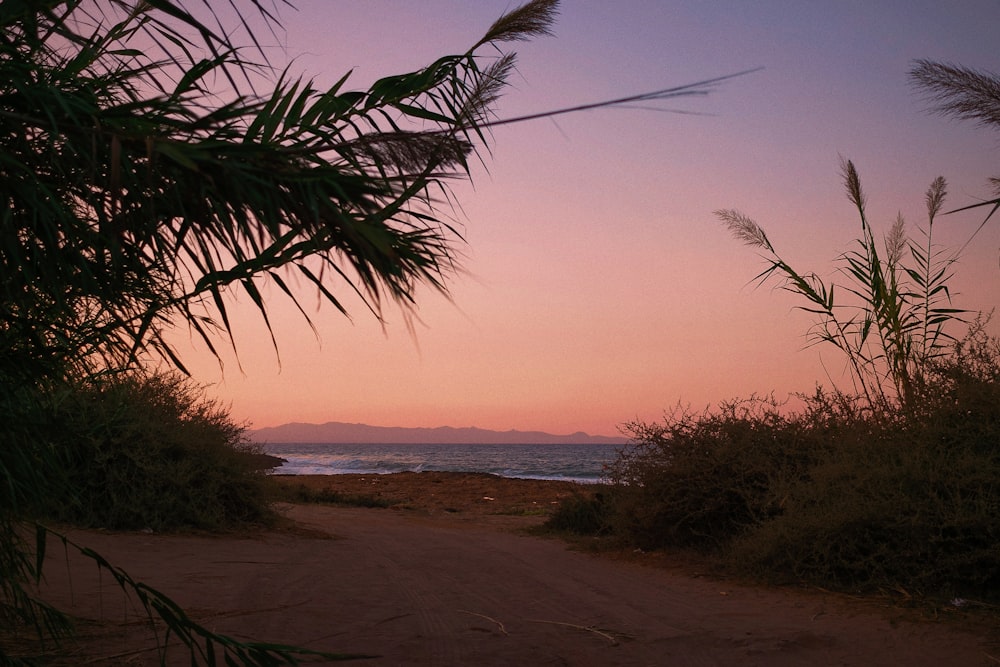 Palmera verde cerca del mar durante el día