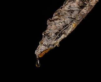 A close-up of a textured, dry leaf with intricate patterns and details. There are drops of resin or liquid that appear amber in color, hanging from the edge of the leaf against a black background.