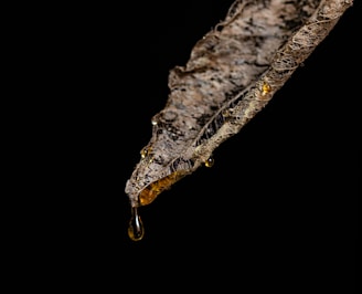 A close-up of a textured, dry leaf with intricate patterns and details. There are drops of resin or liquid that appear amber in color, hanging from the edge of the leaf against a black background.
