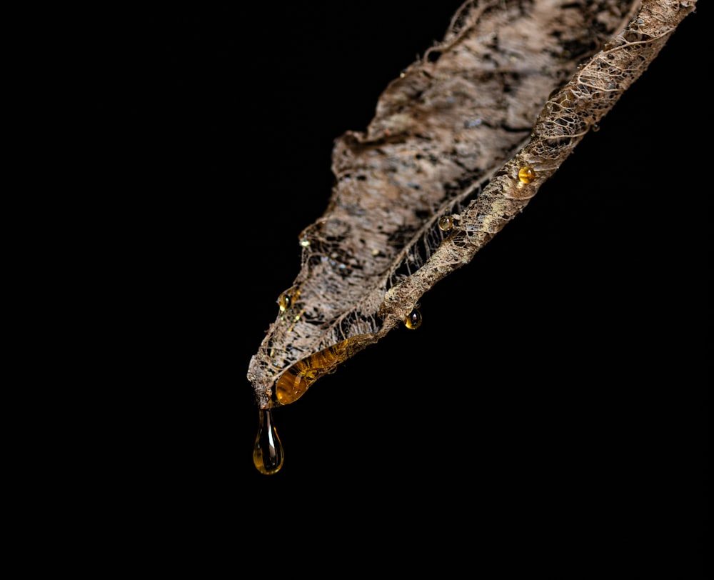 a close up of a leaf with a drop of water on it