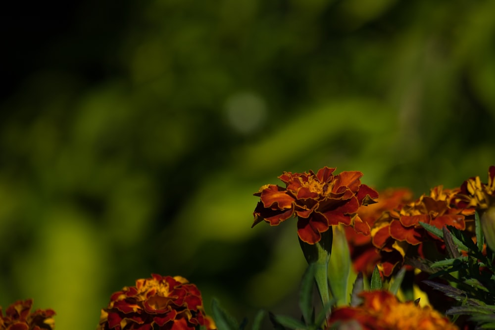 Fleur rouge et jaune dans une lentille à bascule