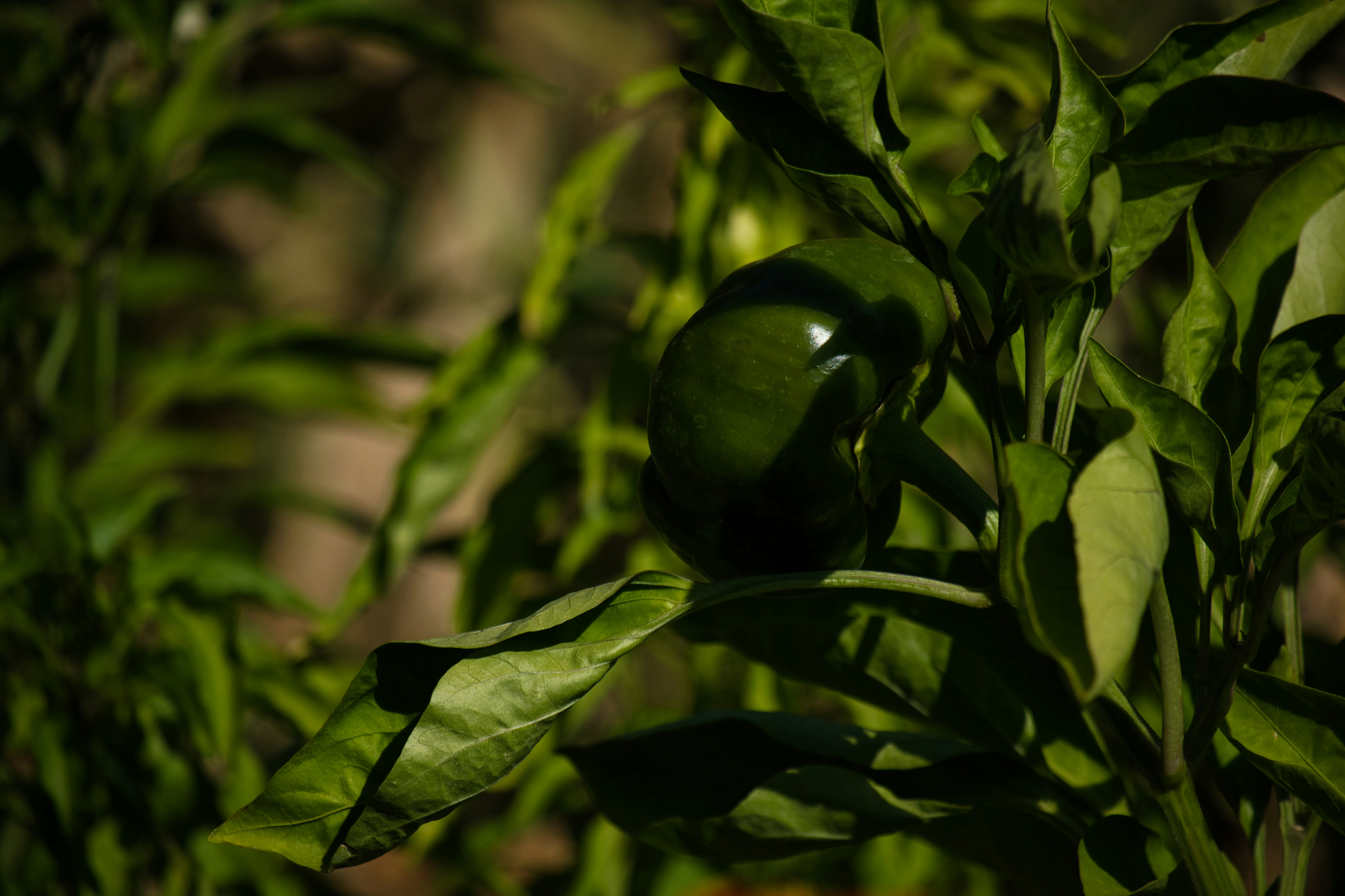 green bell pepper in close up photography