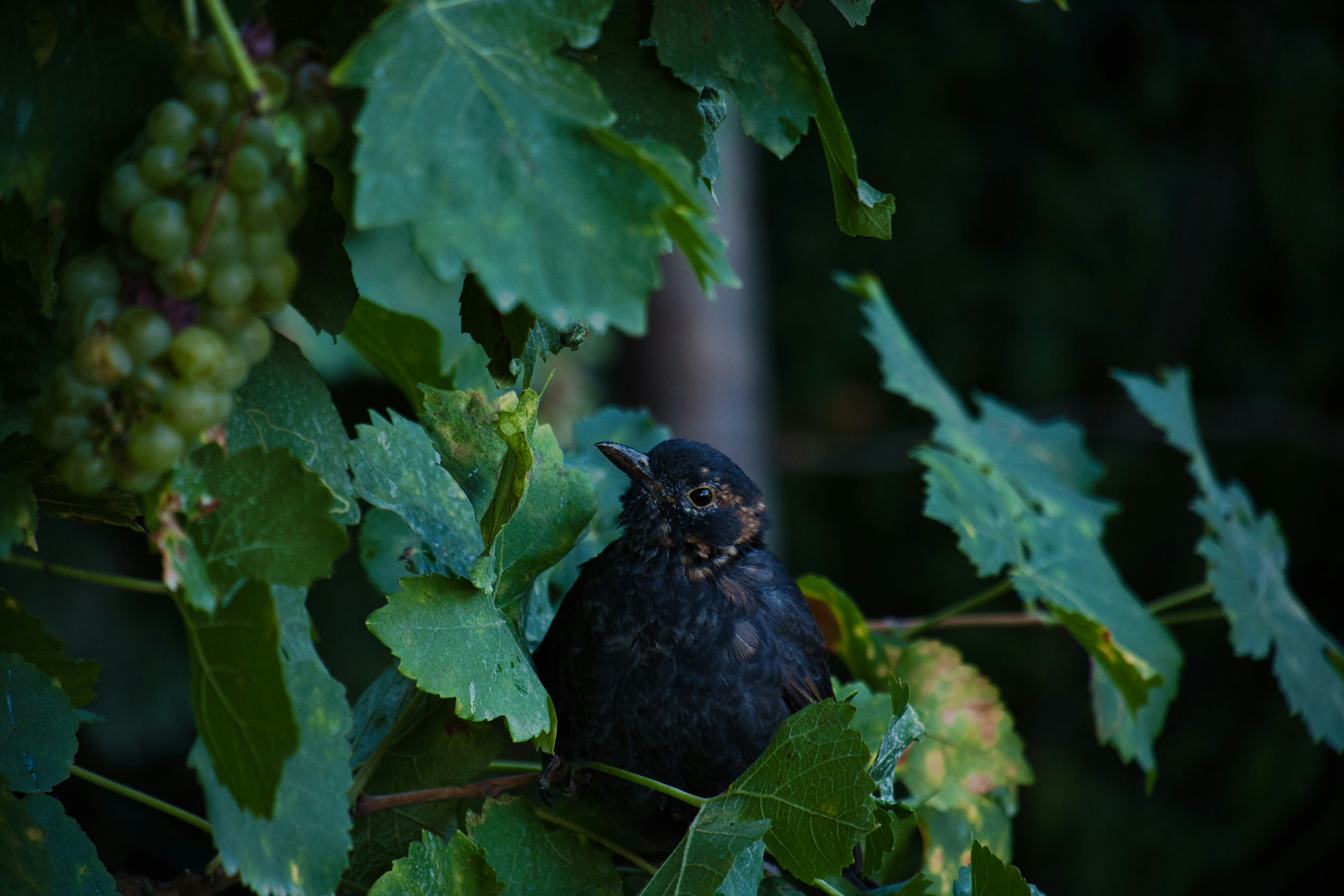 black bird on green plant