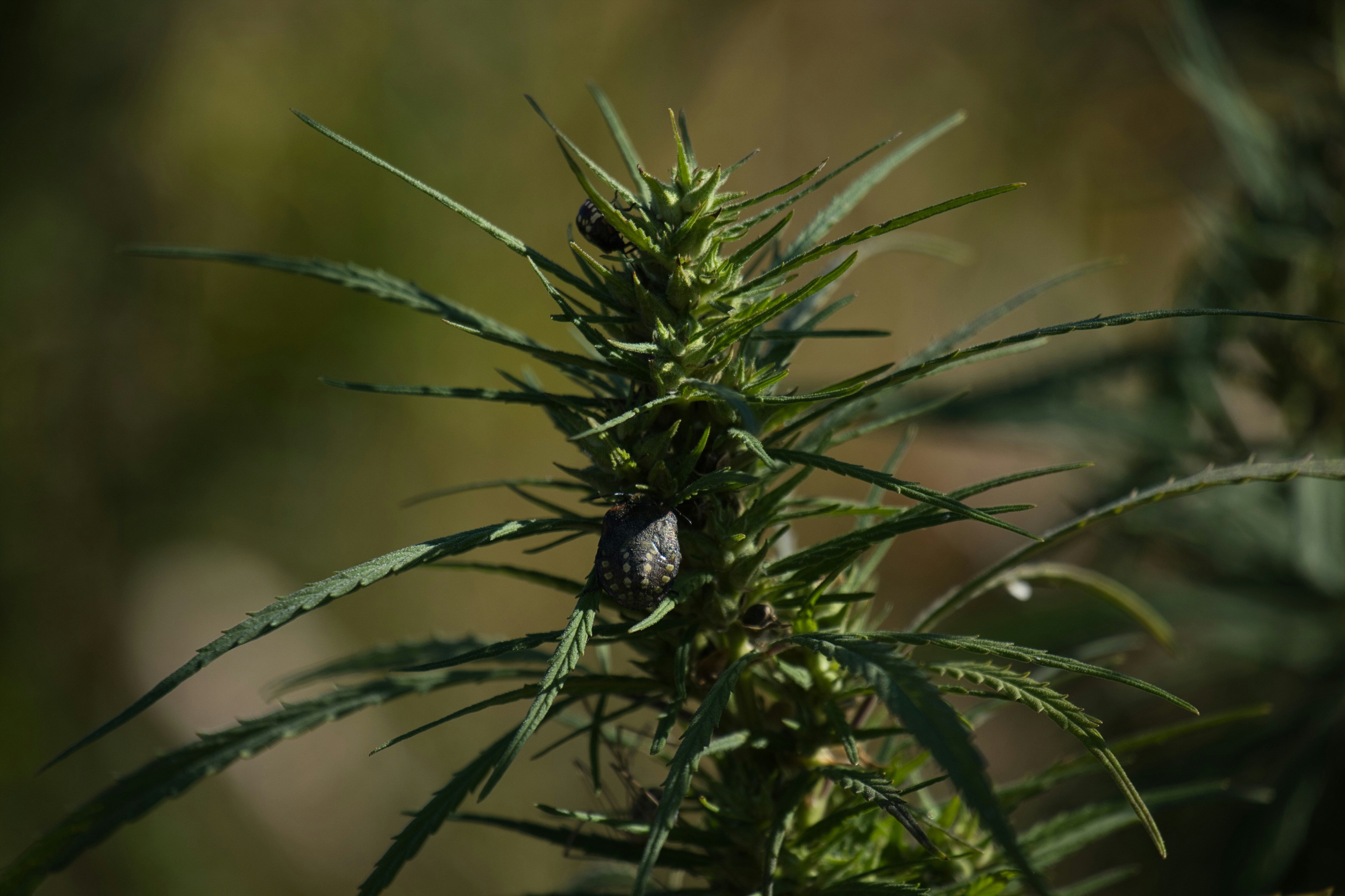 Premium cannabis plant close-up
