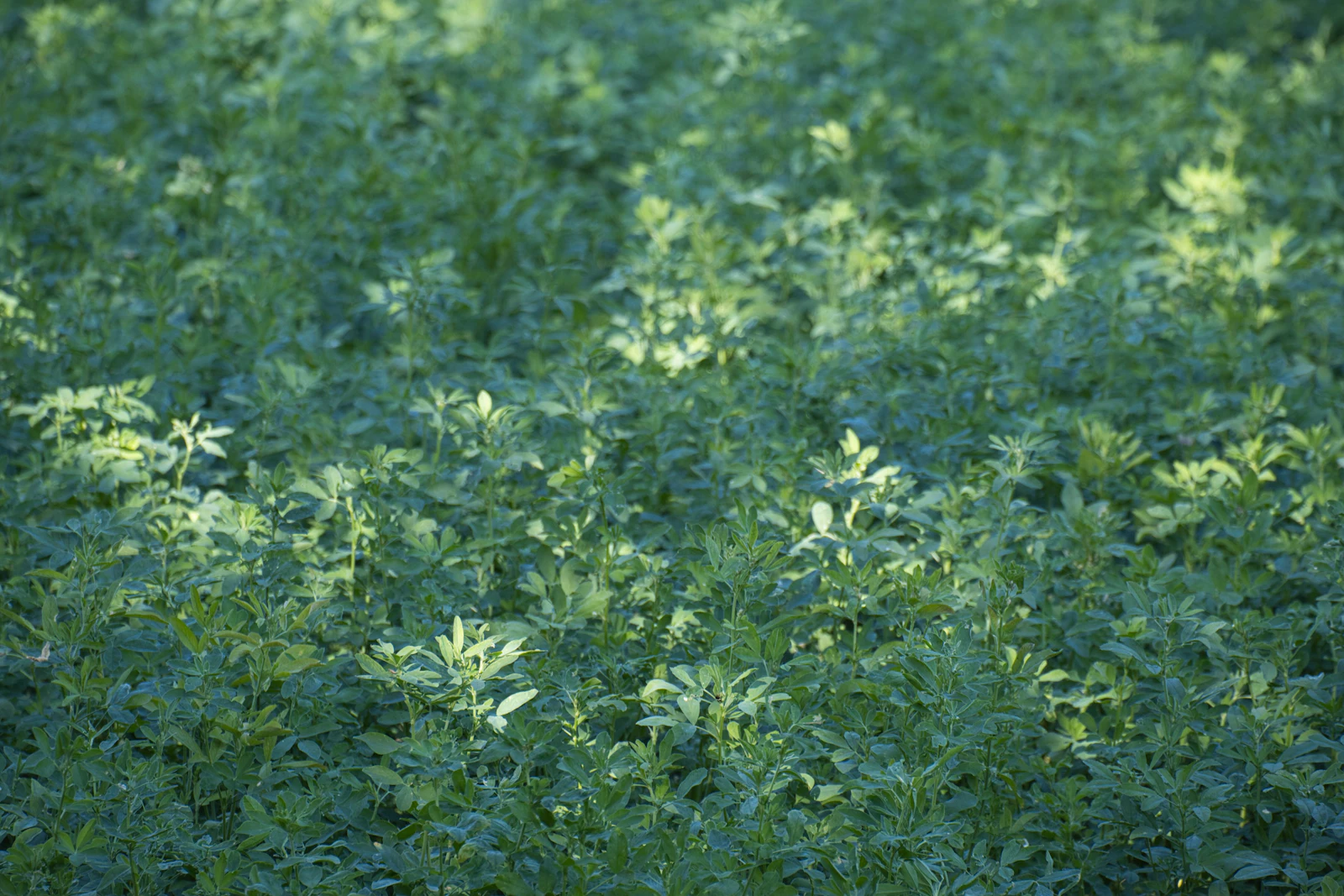 Leafy green legume pasture in flower