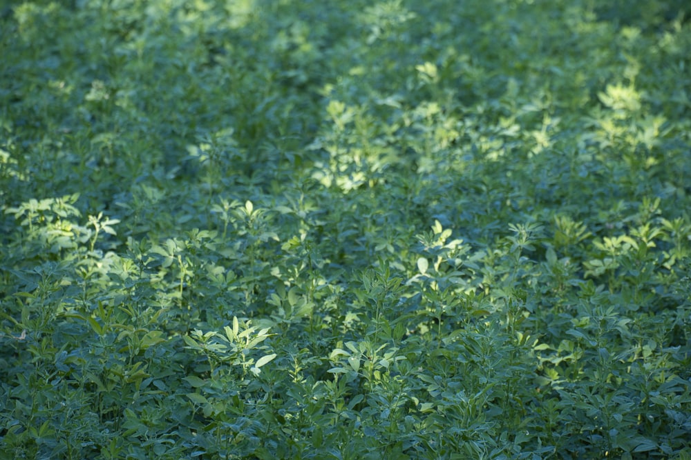 green grass field during daytime