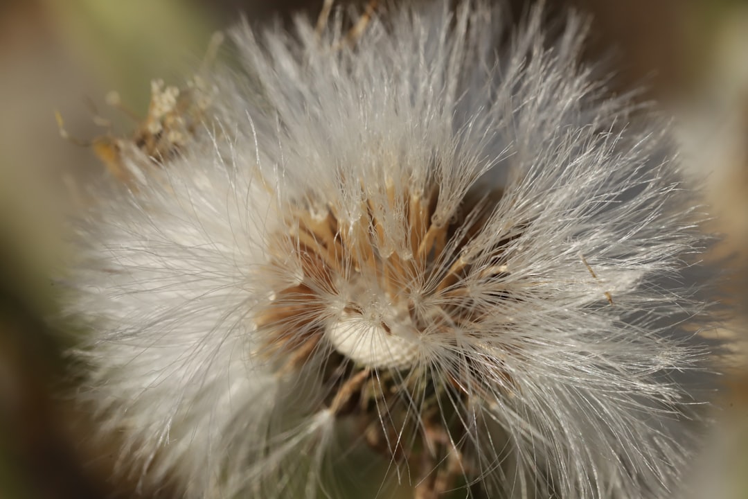 white dandelion in close up photography