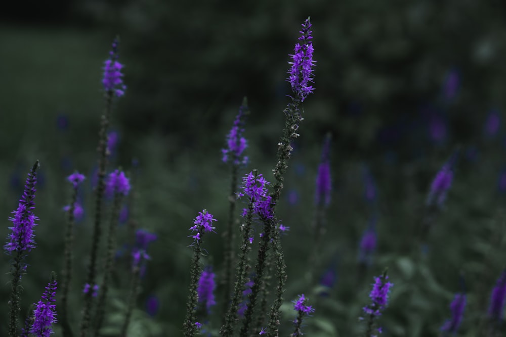 a bunch of purple flowers in a field