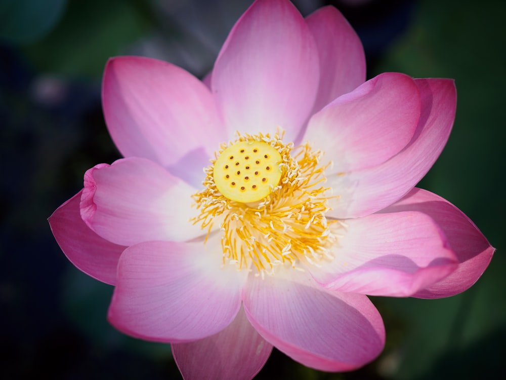 a pink flower with a yellow center in a pond