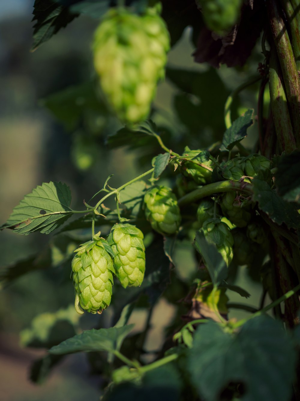 a bunch of green hops hanging from a tree