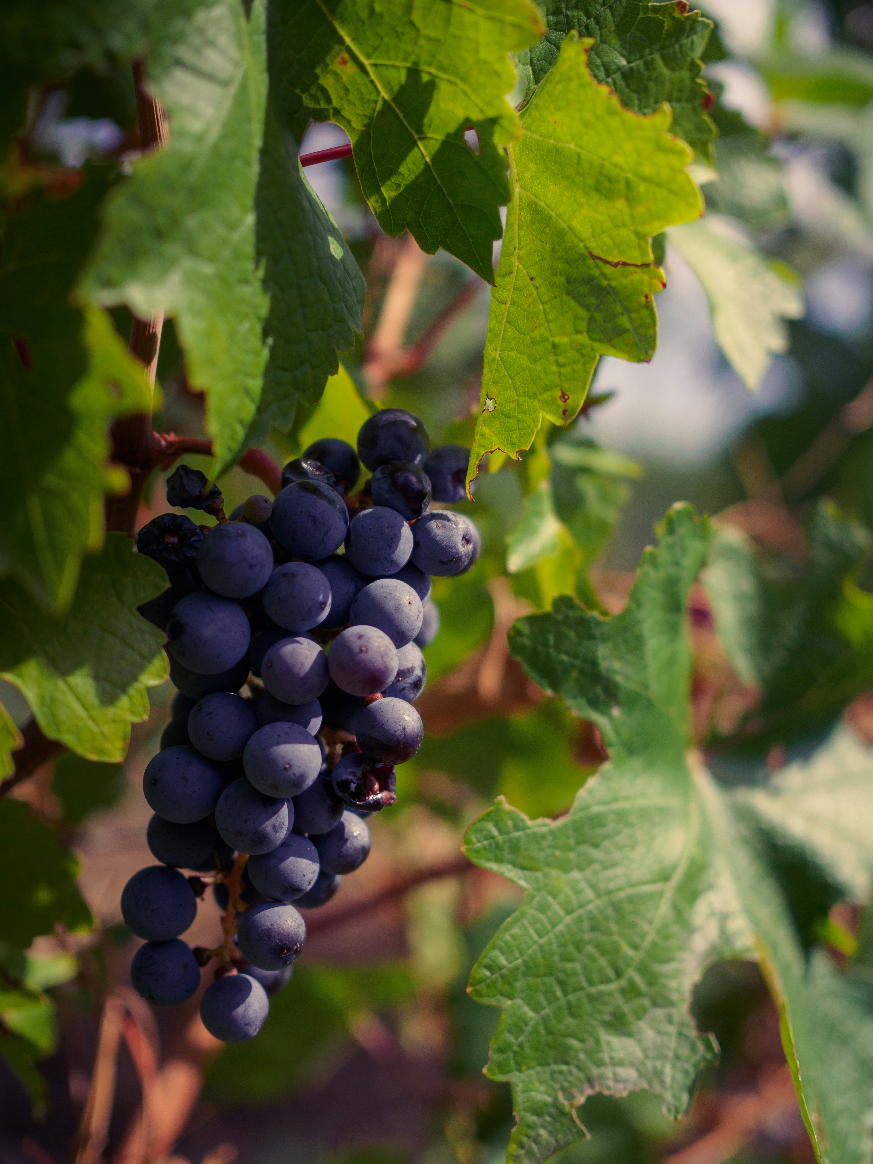 Photo by spacedezert