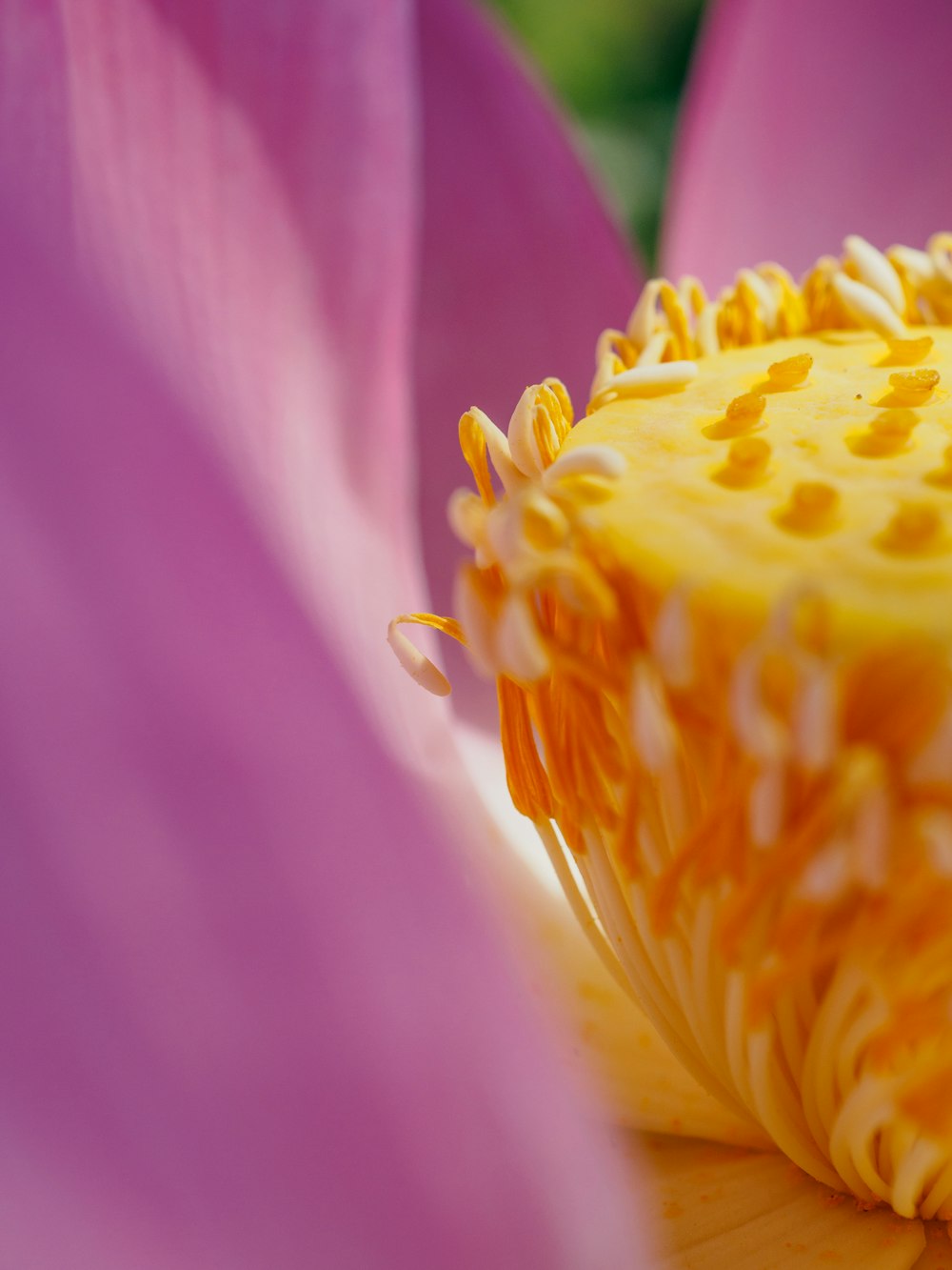 a close up of the center of a flower