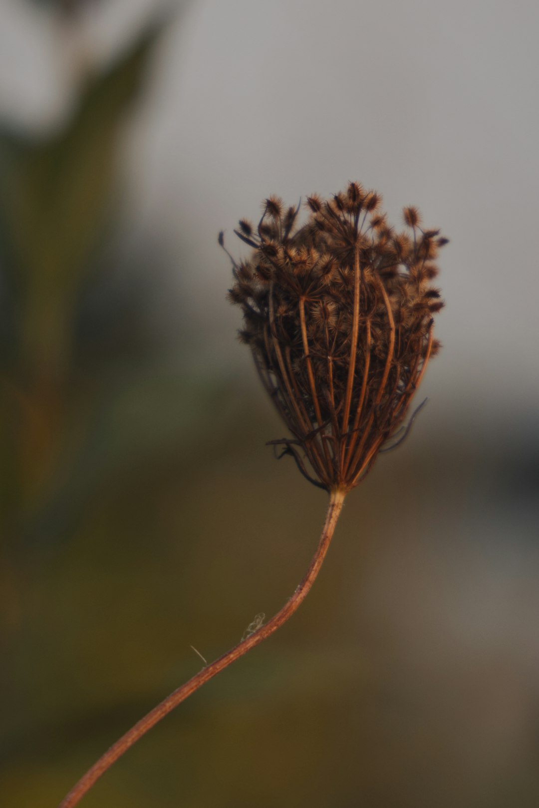 brown plant in tilt shift lens