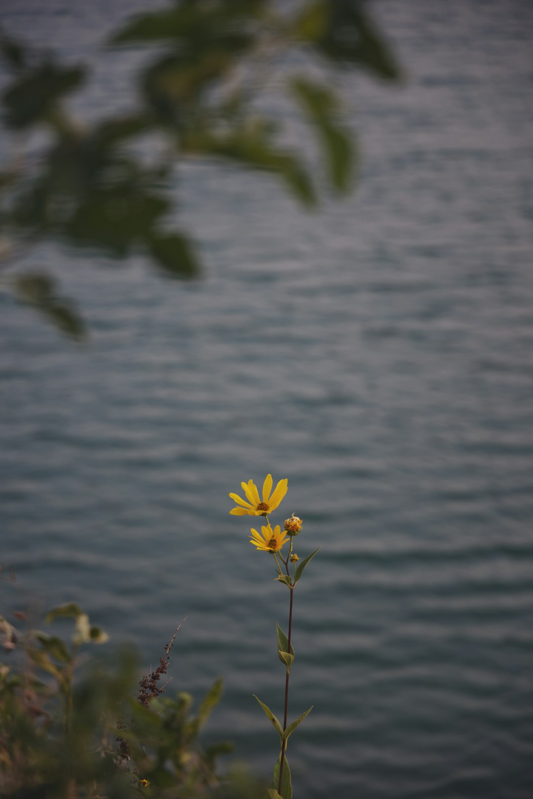 yellow flower near body of water during daytime
