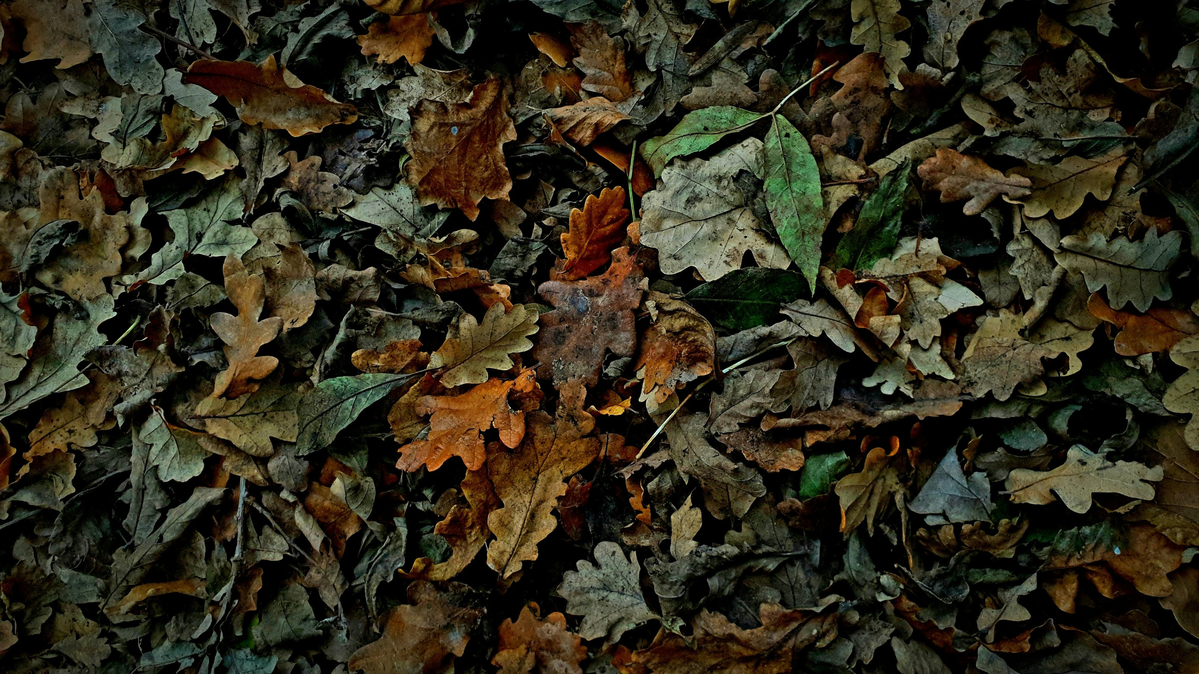 autumn leaves wallpaper, wallpaper, Autumn Crafts for Adults: Creative Fall Ideas 5