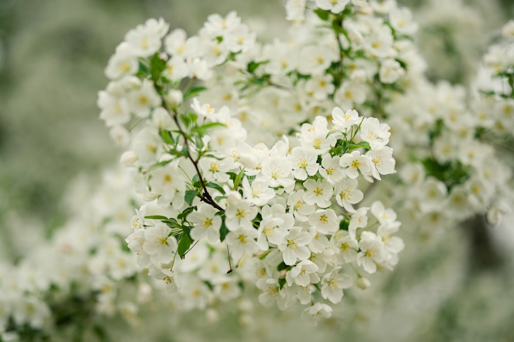 a bunch of white flowers with green leaves