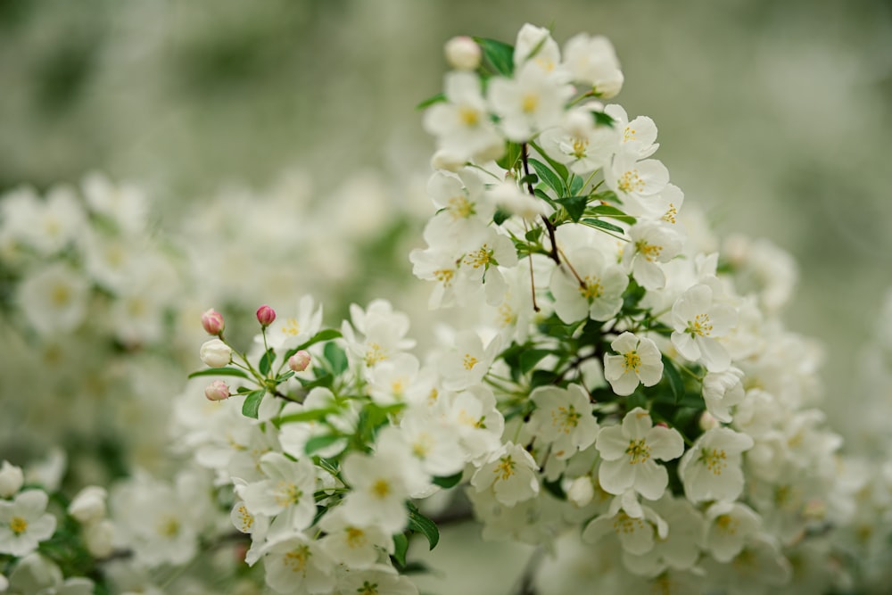a bunch of white flowers with green leaves
