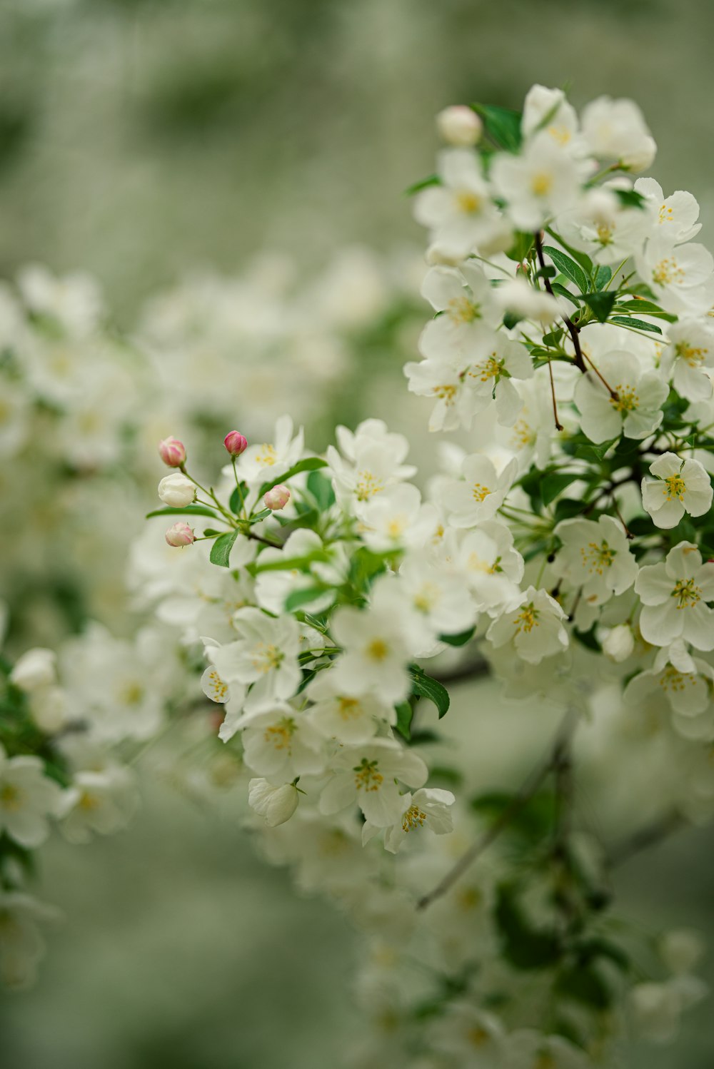 a bunch of white flowers that are on a tree