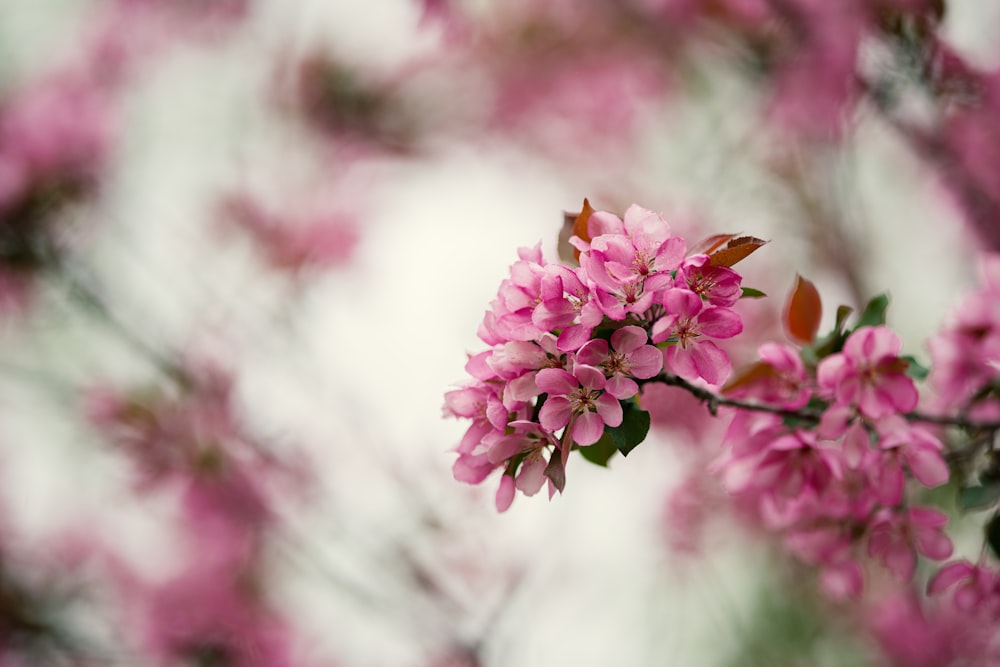 a branch of a tree with pink flowers