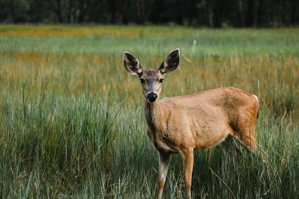 a deer standing in a field of tall grass