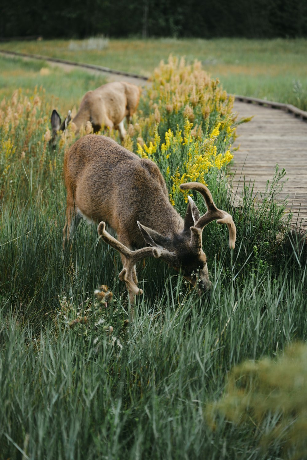 a couple of animals that are standing in the grass