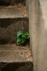 a small purple flower sitting on top of a set of stairs