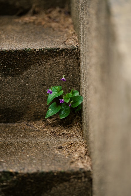 a small purple flower sitting on top of a set of stairs