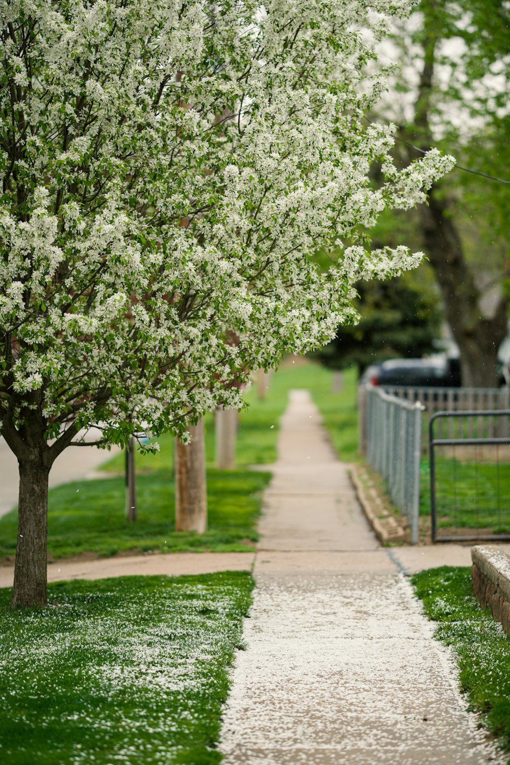a tree with white flowers on it next to a sidewalk
