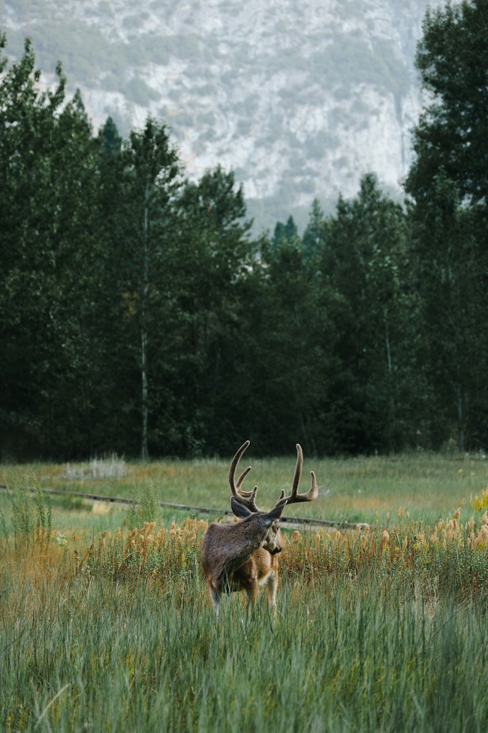 a deer is standing in a field of tall grass