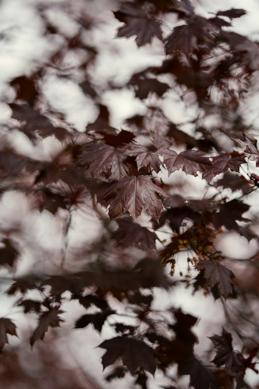 a close up of leaves on a tree