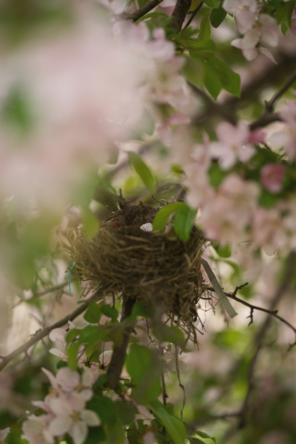 a bird's nest in a tree with pink flowers