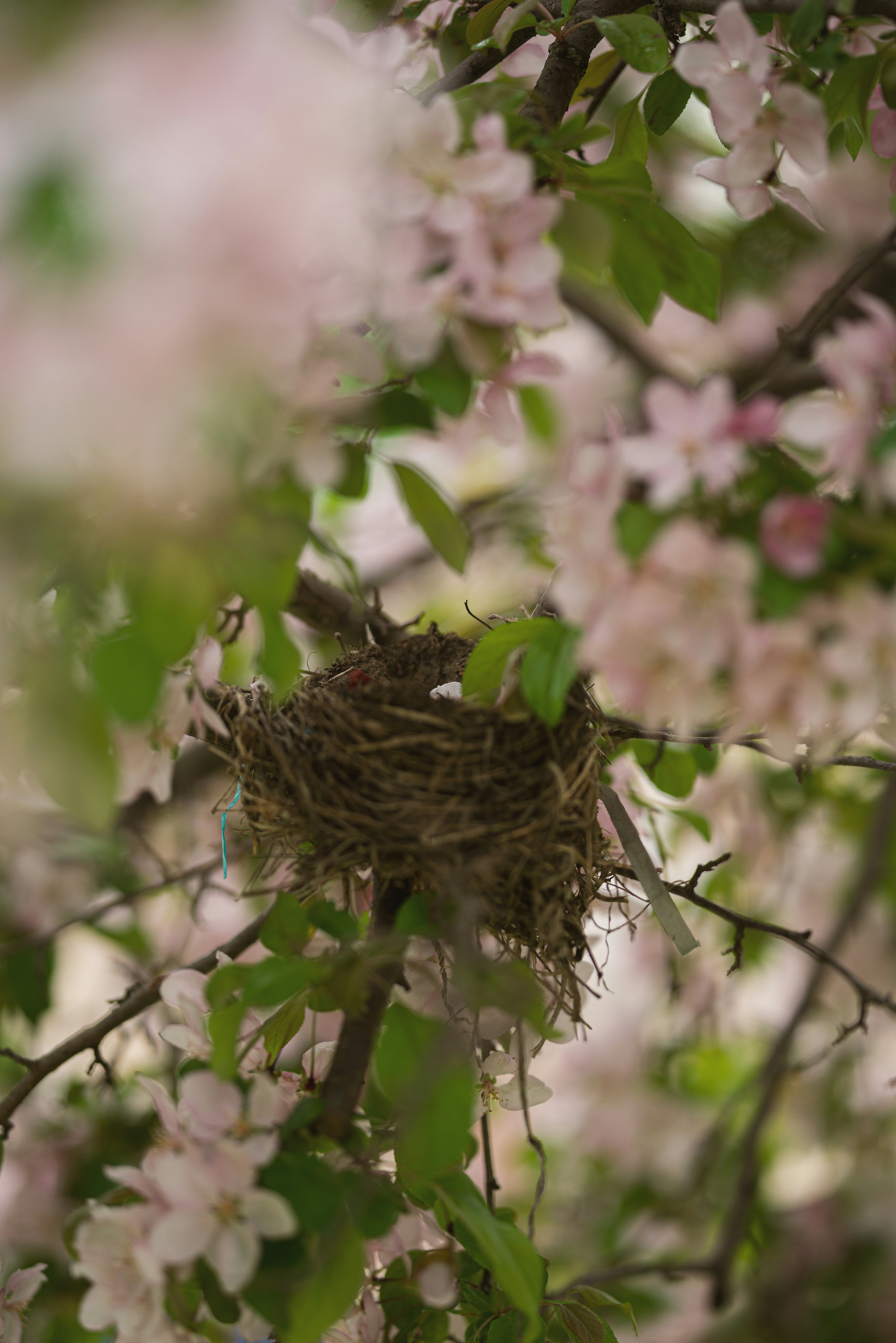 a bird nest in a tree with pink flowers