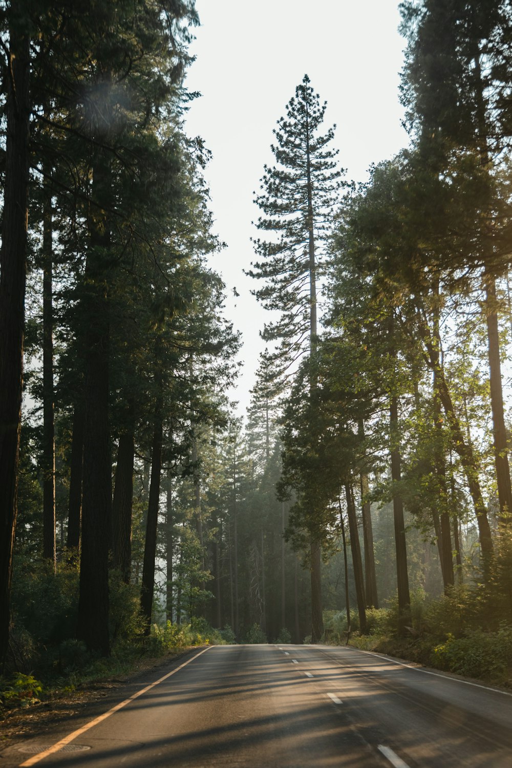 a car driving down a road surrounded by tall trees