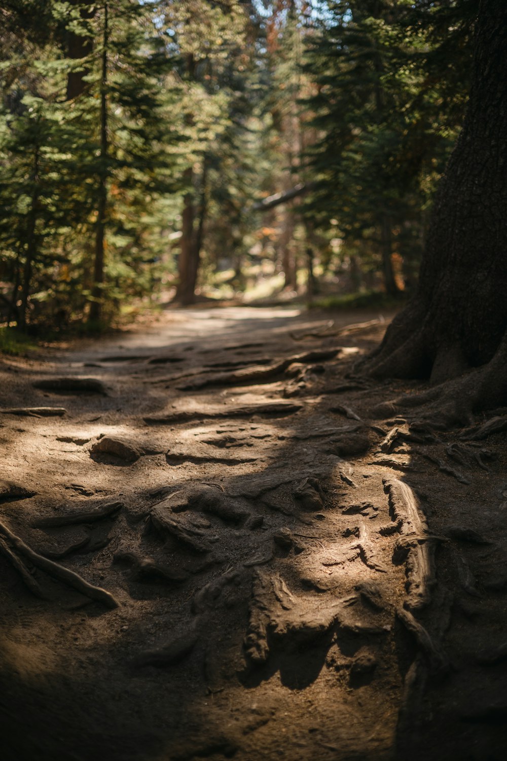 a dirt path in the middle of a forest