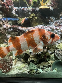 A vibrant orange and white fish is swimming in an aquarium, surrounded by rocks and plants. The tank is filled with colorful aquatic life, including coral and other small marine organisms. The fish features bold, irregular orange spots over a pale body.